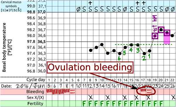 cycle ovulation bleeding