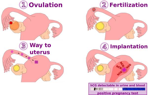 ovulation to implantation