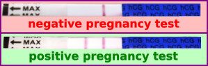 pregnancy test - positive or negative