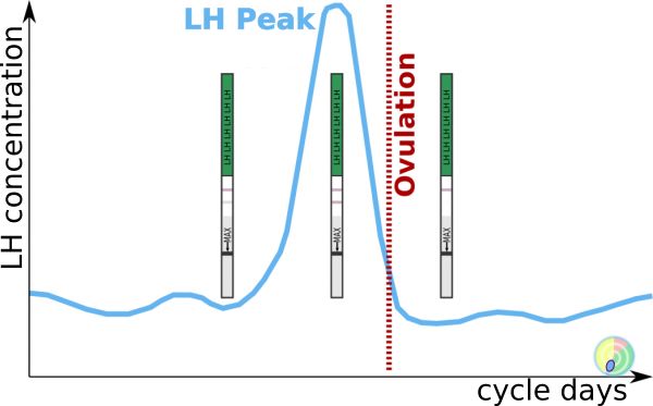 LH Peak - Ovulation Test
