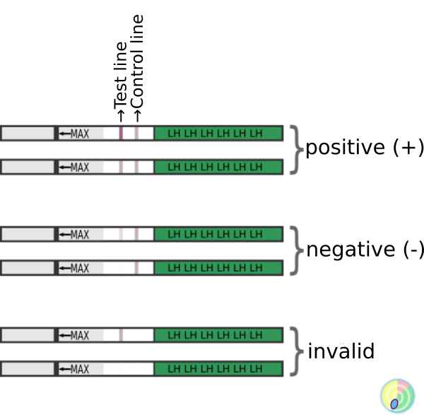 LH Test Lines