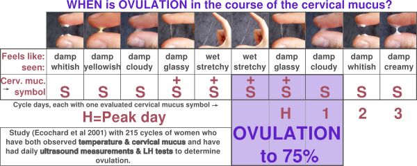 Cervical Mucus And Ovulation