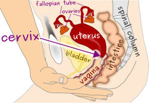 cervix ovulation sign