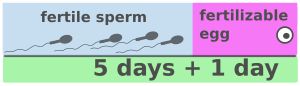 Fertile Days in Menstrual Cycle